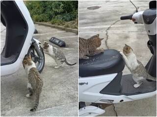 Video: खेल-खेल में क्यूट बिल्ली ने फाड़ दी स्कूटी की पूरी सीट, अब शेयर हो रहा है ये वीडियो