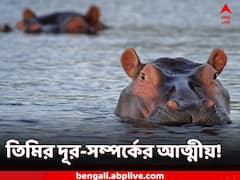 World Hippo Day: স্থলেই বসবাস, কিন্তু সম্পর্ক রয়েছে তিমির সঙ্গে!