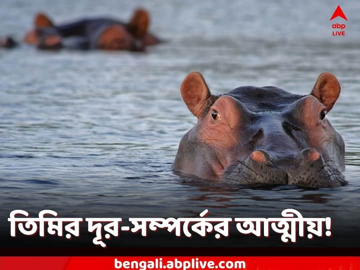 Hippopotamus Facts: হাজার খানেক বছর আগেও একাধিক প্রজাতির জলহস্তি ছিল। কিন্তু এখন ২টি প্রজাতি রয়েছে।