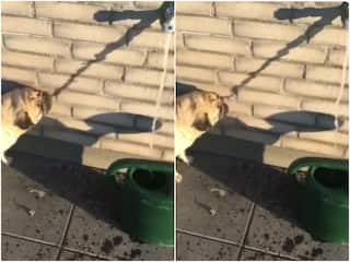Video: प्यास लगने पर कुत्ते ने की परछाई को पीने की कोशिश, वीडियो ने जीता यूजर्स का दिल