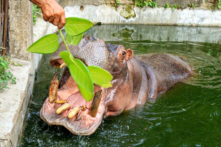 দেখতে আলাদা, বাসস্থান আলাদা। মিল নেই কোনওকিছুতেই। কিন্তু বিজ্ঞানীরা জানিয়েছেন, জলহস্তি আর তিমির (Whale) মধ্যে নাকি আত্মীয়তার যোগ রয়েছে।