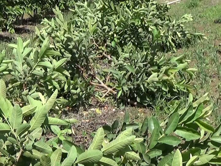 मागील चार वर्षात शेतातून येणारे उत्पन्न तर थांबलेच परंतु या बागेला जोपासताना शेतकऱ्याच्या खिशाला चांगलीच कात्री लागली आहे.