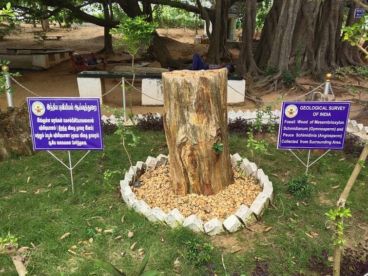 Villupuram summer vacation trip Thiruvakkarai National Stone Tree Geological Park TNN Summer Vacation Trip: ஊர் சுற்ற விழுப்புரத்திற்கு போன இந்த இடத்தை கட்டாயம் பாருங்க..!