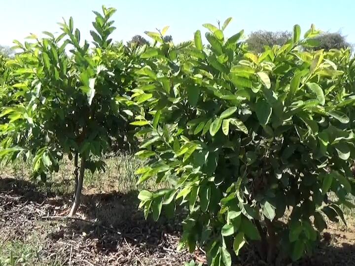 बाग मोठी झाली परंतु आतापर्यंत पेरूच्या बागेला फळे लागत नसल्याने शेतकरी भोसले त्रस्त झाले आहेत.