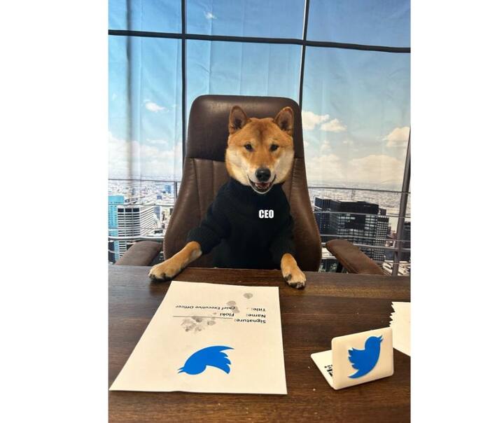 विशेष म्हणजे, ट्विटर कंपनीचा (Twitter Company) नवा सीईओ कुणीही व्यक्ती नसून हा एक कुत्रा आहे. मस्क यांच्या नव्या पोस्टमुळे चर्चांना उधाण आलं आहे.