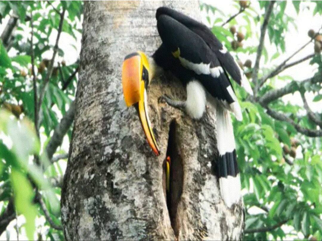IFS Officer Shares Video Of Hornbill Caring For Its Partner, Internet Says 'Nature Is Wonderful' IFS Officer Shares Video Of Hornbill Caring For Its Partner, Internet Says 'Nature Is Wonderful' IFS Officer Shares Video Of Hornbill Caring For Its Partner, Internet Says 'Nature Is Wonderful'