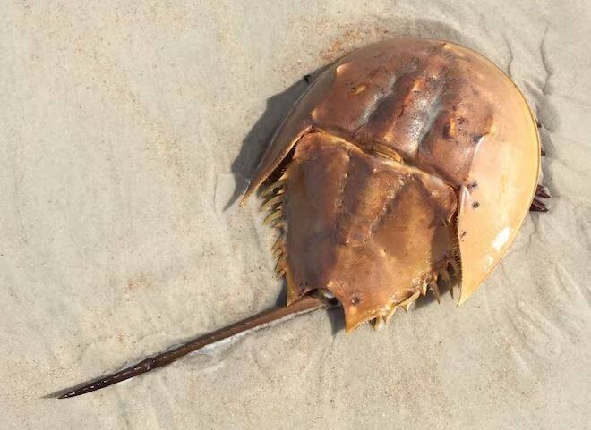  Horseshoe Crabs The Cost Of One Liter Of Its Blood Is 11 lakh ਇਹ ਹੈ ਡਾਇਨਾਸੌਰ ਤੋਂ ਵੀ ਪੁਰਾਣਾ ਜੀਵ, ਇਸ ਦੇ ਇੱਕ ਲੀਟਰ ਖੂਨ ਦੀ ਕੀਮਤ ਹੈ 11 ਲੱਖ ਰੁਪਏ