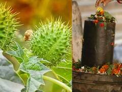 MahaShivratri 2023: महाशिवरात्रि पर धतूरे के इन उपायों से दूर होगी दुख-दरिद्रता, शनि नहीं करेंगे परेशान