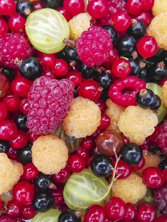 अब गमले में उगाएं ये टेस्टी और हेल्दी Fruits