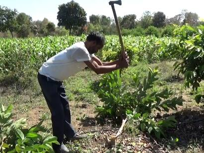 Hingoli News: हिंगोली जिल्ह्यातील हे शेतकरी आहेत भारत भोसले चार वर्षांपूर्वी पोखरा योजनेअंतर्गत त्यांनी स्वतःच्या दीड एकर क्षेत्रामध्ये पेरूच्या बागेची लागवड केली.