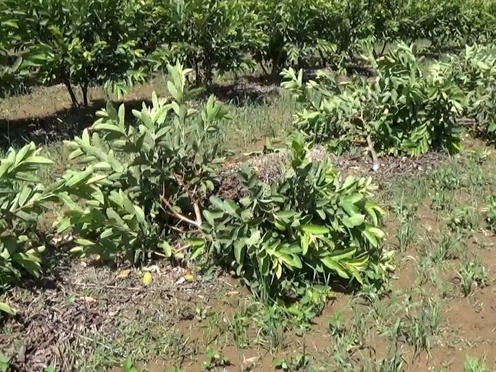 या बागेबरोबर शेतकऱ्याचे स्वप्न सुद्धा आता जमीनदोस्त होत आहे.