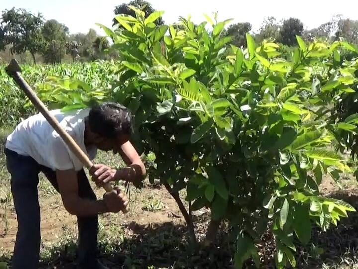 40 रुपये प्रति रोपटे याप्रमाणे त्यांनी  एक हजार पेरूची रोपटे एका खाजगी नर्सरीमधून खरेदी केली आणि रोपट्यांची  लागवड करून जोपासना केली.