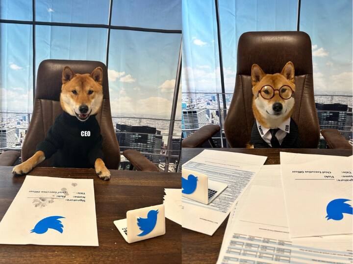 Twitter CEO Elon Musk Announced his Pet Dog Floki as New CEO of Twitter Elon Musk ने अपने कुत्ते को बना ही दिया Twitter का सीईओ! कहा- 'ये औरों से बेहतर है'