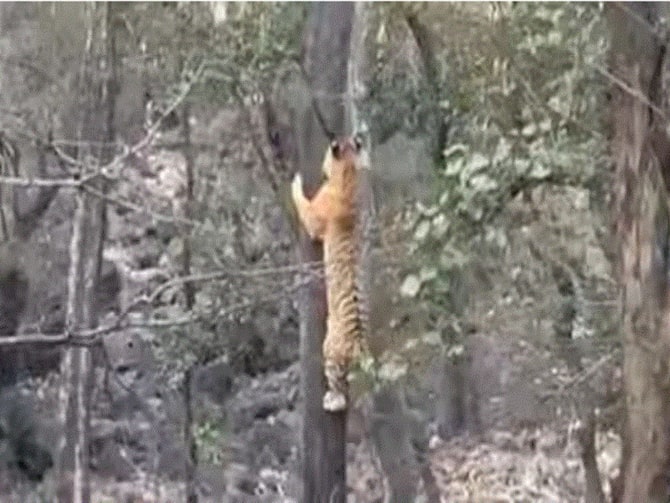 Stay Slim To Survive Tiger Tries To Attack Leopard Fails Miserably — WATCH