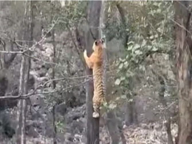 Stay Slim To Survive Tiger Tries To Attack Leopard Fails Miserably — WATCH Stay Slim To Survive Tiger Tries To Attack Leopard Fails Miserably — WATCH