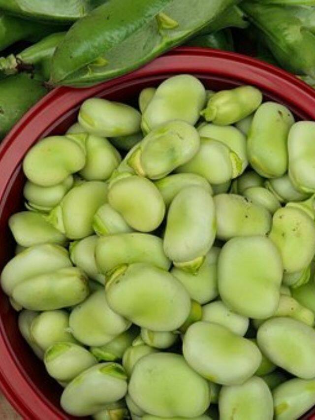 அற்புத மருத்துவ குணங்கள் நிறைந்த தட்டை மொச்சையின் பயன்கள்!