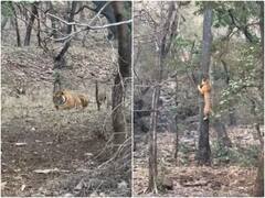 Video: बाघ ने अपने इलाके में घुसे तेंदुए पर किया हमला, मगर इस टैलेंट ने बचा ली जान