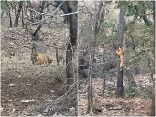 Video: बाघ ने अपने इलाके में घुसे तेंदुए पर किया हमला, मगर इस टैलेंट ने बचा ली जान