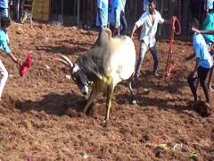 திண்டுக்கல்: புகையிலைப்பட்டி ஜல்லிக்கட்டில் சீறிப்பாய்ந்த காளைகள் - 25 பேர் காயம் 