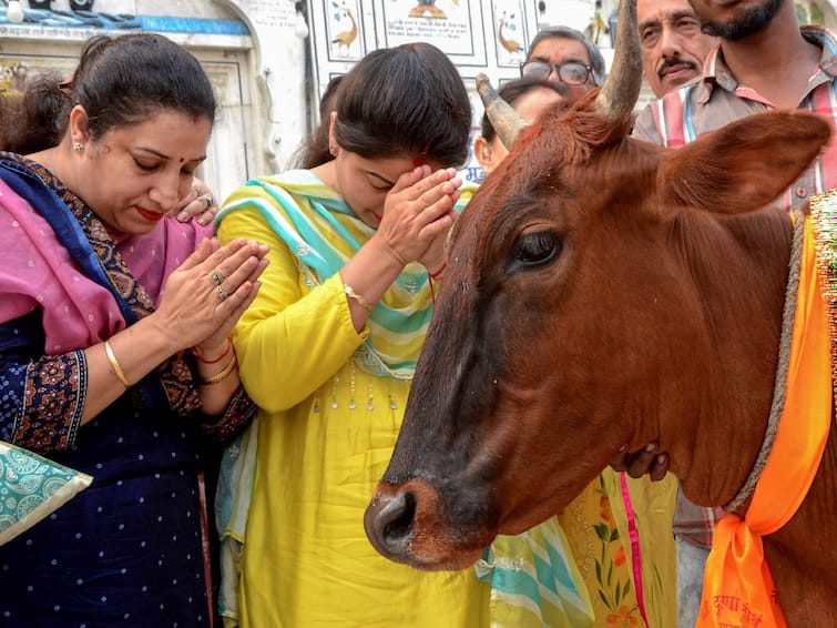 Morning Tips: Practicing this remedy associated with the cow daily gives peace, opens the way to progress Good Morning Tips:  ગાય સાથે જોડાયેલા આ ઉપાય દરરોજ કરવાથી મળે છે શાંતિ, ખુલે છે પ્રગતિનો માર્ગ