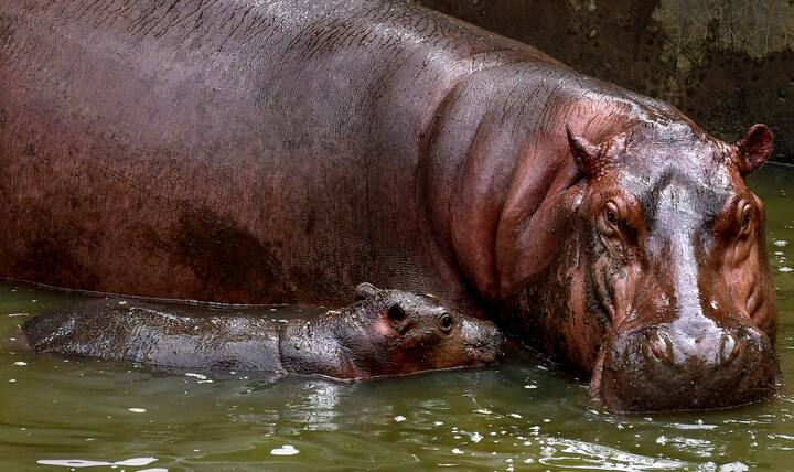 এই প্রাণীটিও চোরাশিকারের কবজায় পড়েছে বারবার। বিভিন্ন কারণে চোরাশিকারিদের নিশানায় থেকেছে এই প্রাণীটি। যার ফলে একসময় প্রবল হারে সংখ্যা কমেছে। এখনও সঙ্কটজনক তালিকাভুক্ত।