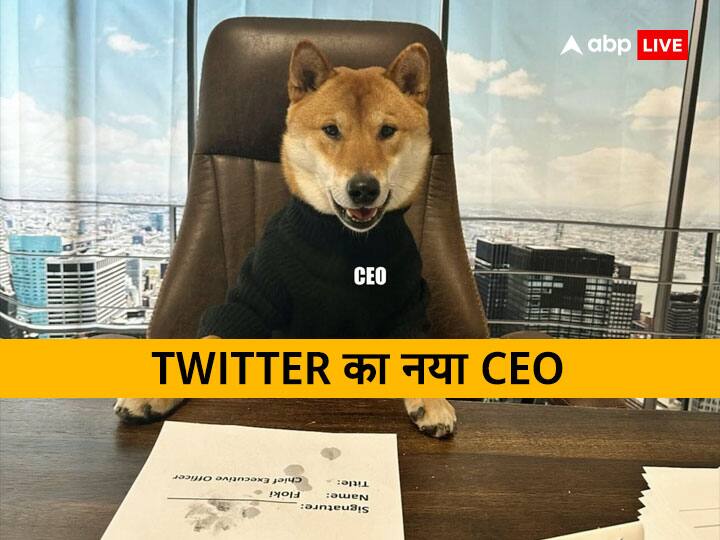 Twitter CEO Elon Musk Announced his Pet Dog Floki as New CEO of Twitter Know About Floki Shiba Inu जानिए उस कुत्ते के बारे में, जो बना है ट्विटर का नया सीईओ! वैसे भी बडे़ काम के होते हैं इस नस्ल के डॉगी