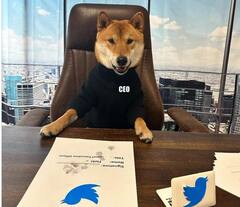 Twitter New CEO : ਐਲੋਨ ਮਸਕ ਨੇ ਆਪਣੇ ਕੁੱਤੇ ਨੂੰ ਬਣਾਇਆ ਟਵਿੱਟਰ ਦੀ ਸੀਈਓ