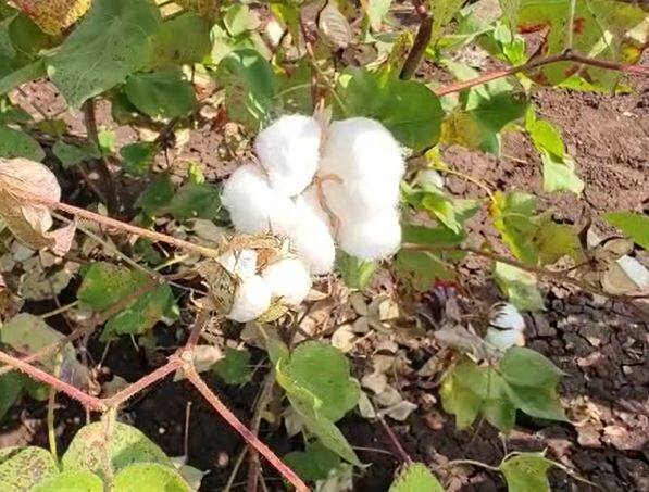 मागील वर्षीच्या तुलनेत यंदा कापसाच्या दरात (Cotton Price) मोठी घट झाली आहे. याचा फटका कापूस उत्पादक शेतकऱ्यांना बसत आहे.