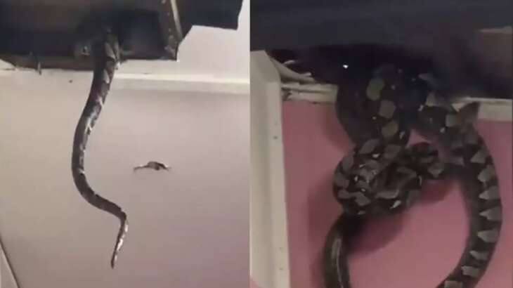 Viral Video: Three Giant Snakes Discovered Hiding In Malaysian Home Ceiling Viral Video: પહેલા દેખાતી હતી માત્ર પૂંછડી, પકડવાની કોશિશ કરી તો છતમાંથી નીકળ્યાં 3 મહાકાય અજગર!