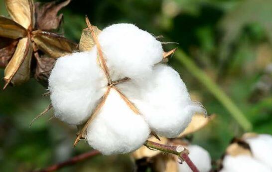 यावर्षी कापसाच्या दरात सातत्यानं चढ-उतार होत असल्याचे चित्र दिसत आहे. भावात चढउतार होत असल्याने शेतकऱ्यांची चिंता वाढली आहे.