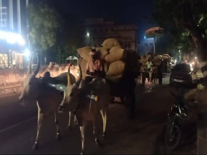 Madurai: Farmers brought bundles of paddy in bullock cart according to traditional method TNN watch video: பாரம்பரிய முறைப்படி நெல் மூட்டைகளை மாட்டுவண்டியில் கொண்டு வந்த விவசாயிகள்