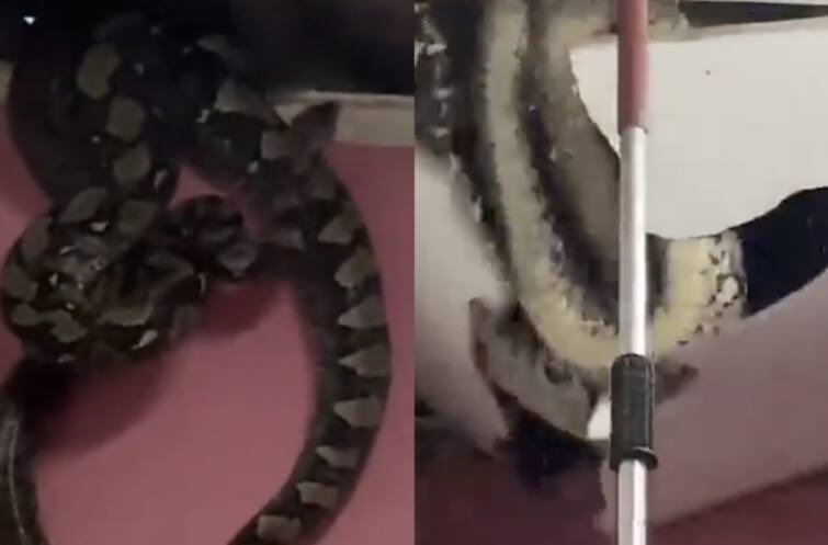 Video: At first only the tail was visible, then tried to catch it, then 3 giant pythons came out from the roof! Video: ਪਹਿਲਾਂ ਤਾਂ ਸਿਰਫ਼ ਪੂਛ ਹੀ ਨਜ਼ਰ ਆ ਰਹੀ ਸੀ, ਜਦੋਂ ਫੜਨ ਦੀ ਕੀਤੀ ਕੋਸ਼ਿਸ਼ ਤਾਂ ਛੱਤ ਤੋਂ ਬਾਹਰ ਆਏ 3 ਵੱਡੇ ਅਜਗਰ!