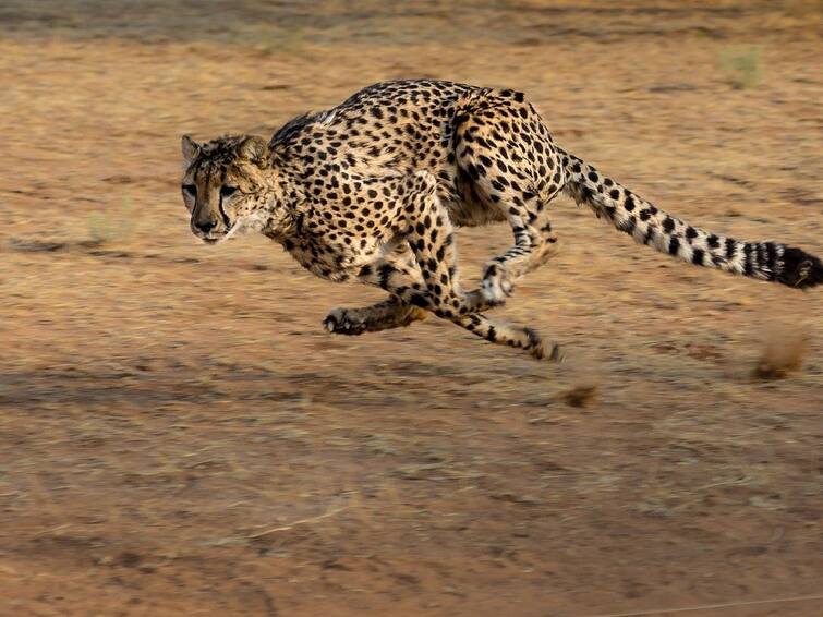 12 Cheetahs From South Africa To Arrive In India On February 18: Environment Minister Project Cheetah : மேலும் 12 சிவிங்கிப் புலிகள் பிப்.,18-இல் இந்தியா வருகிறது.. தகவல் தெரியுமா? மத்திய அமைச்சர் தகவல்!