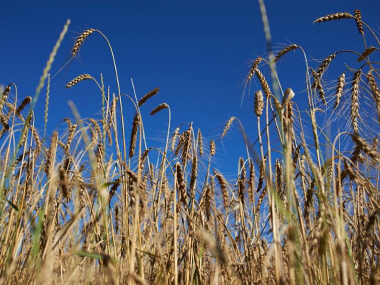 Govt Likely To Continue With Wheat Export Curbs Amid Elections: Report Govt Likely To Continue With Wheat Export Curbs Amid Elections: Report