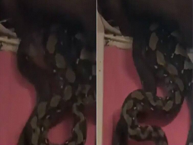 Three Giant Pythons Crash Through Ceiling In Malaysia, Internet Is ...