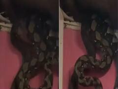 Three Giant Pythons Crash Through Ceiling In Malaysia, Internet Is Horrified