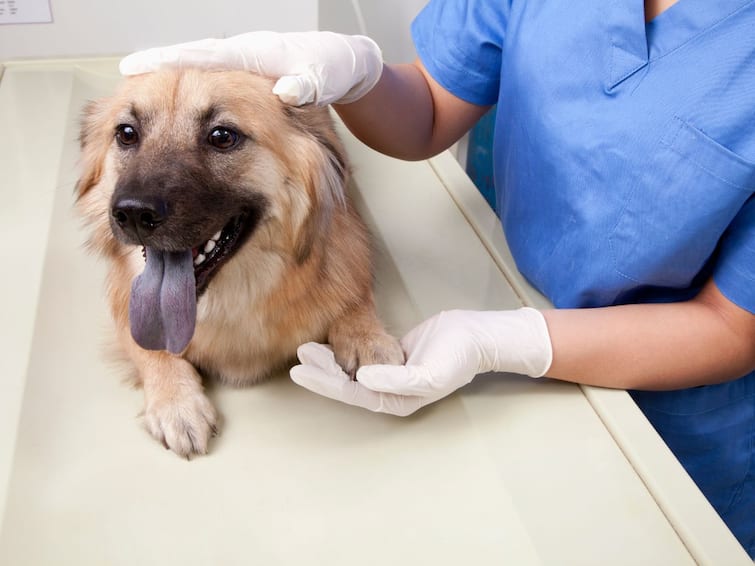 Why Regular Check-Ups Are Essential For Your Pet’s Health And Well-Being