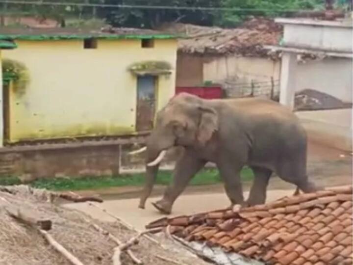 Gorakhpur Elephant Crushed three people CM Yogi Adityanath gave 5 Lakh compensation Gorakhpur News: गोरखपुर में बिदके हाथी ने तीन लोगों को कुचला, हादसे को लेकर सीएम योगी ने दिया ये निर्देश