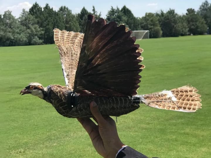 Birds Drone: मरी हुई चिड़िया को बना दिया ड्रोन! रिसर्चर्स का दावा- जासूसी करने में मिलेगी मदद Scientists developed drones dead birds Shown in American Institute of Aeronautics and Astronautics SciTech 2023 Forum Birds Drone: मरी हुई चिड़िया को बना दिया ड्रोन! रिसर्चर्स का दावा- जासूसी करने में मिलेगी मदद