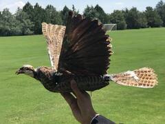 मरी हुई चिड़िया को बना दिया ड्रोन! रिसर्चर्स का दावा- जासूसी करने में मिलेगी मदद