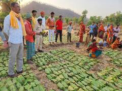 छत्तीसगढ़: मिलेट मिशन से लघु वनोपजों की संख्या में नौ गुना इजाफा, संग्रहाकों की कितनी हुई आय?