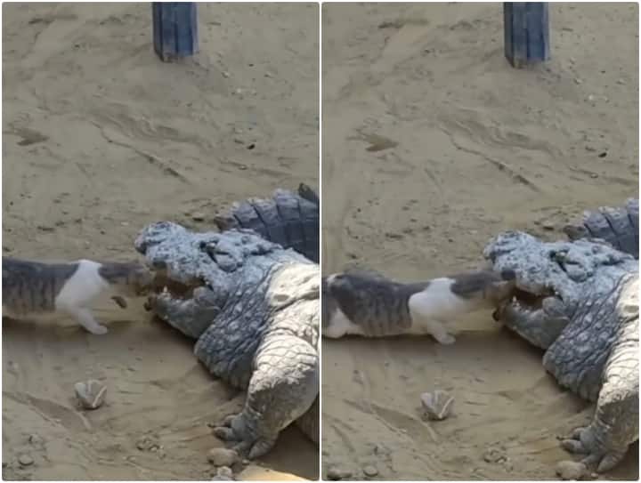 cat is seen bravely putting its hand in crocodile mouth and taking out a piece of meat मगरमच्छ के मुंह से निवाला छीन लाई बिल्ली, इस बहादुरी का वीडियो उड़ा देगा होश