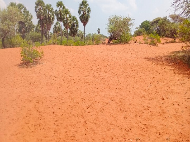 இயக்குநர் ஹரியின் படங்களில் தவறாது இடம் பிடிக்கும் தேரிக்காடு பாலைவனம் - அப்படி என்ன தான் ஸ்பெஷல்