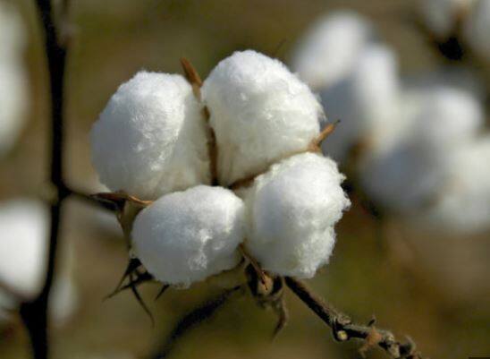 गेल्या काही दिवसांपूर्वी कापसाचे दर हे 9 हजारांच्या आसपास गेले होते. त्यांनतर लगेच हा दर 8 हजार ते 8 हजार 200 रुपयांच्या आसपास आले.