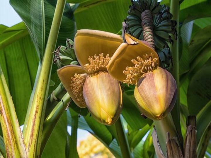 கை கறையாகாமல் வாழைப்பூவை சுத்தம் செய்வது எப்படி என்பதை பற்றி காணலாம்.