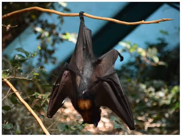 why do bats hang upside down on trees know the interesting fact about bats marathi news Bats : वटवाघुळे झाडांवर उलटी का लटकतात?  वाचा रंजक गोष्टी