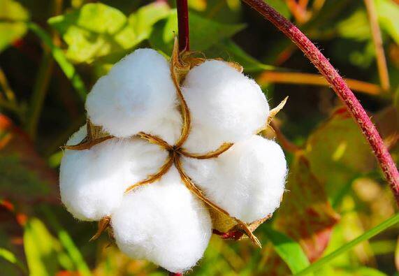 यावर्षी वाढलेल्या खतांच्या किंमती, बियाणांच्या किंमती तसेच रासायनिक औषधांच्या किंमतीत देखील मोठी वाढ झाली आहे. एकीकडे उत्पादन खर्च वाढला असताना दुसरीकडे कापसाचे दर मात्र वाढत नसल्याचं चित्र आहे.