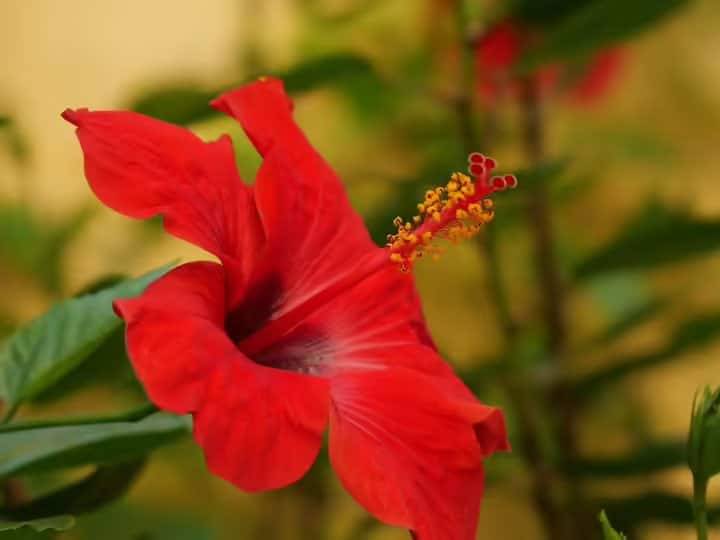 Hibiscus flower is a treasure of virtues Both health and beauty get amazing benefits गुणों का खजाना है गुड़हल का फूल...सेहत और सौंदर्य दोनों को मिलते हैं गजब के फायदे