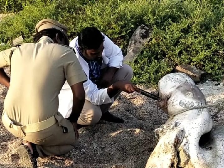 தூத்துக்குடியில் அழுகிய நிலையில் கரை ஒதுங்கிய அரிய வகை கடல் பசு