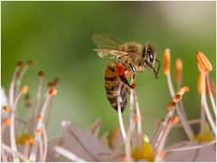 తేనెటీగలు అంతరించిపోతే, మానవజాతి కూడా ముగిసిపోతుంది - అందుకే వాటిని కాపాడుకుందాం